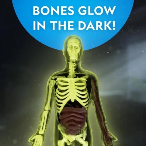 NATIONAL GEOGRAPHIC CIAŁO CZŁOWIEKA Model Anatomia Świecące kości